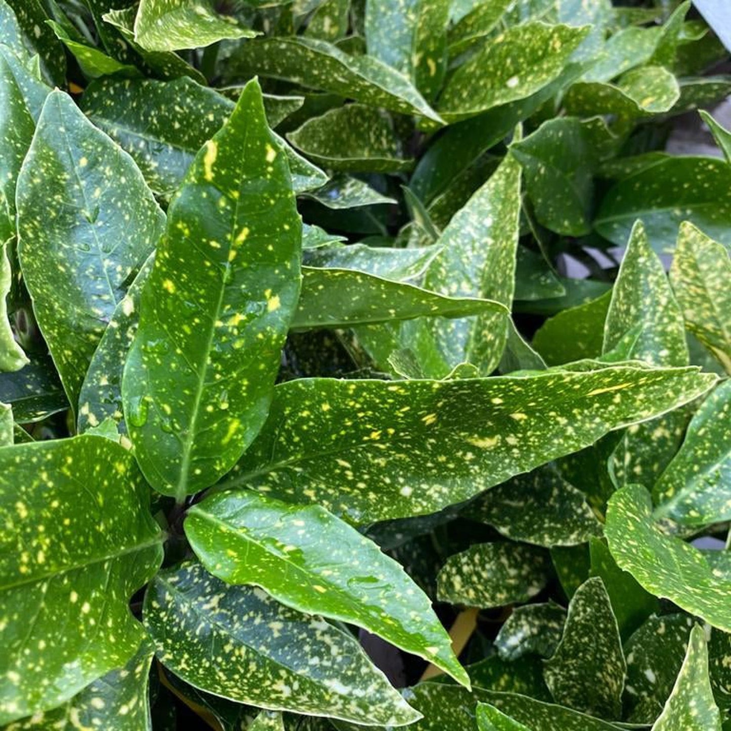 Aucuba japonica (Spotted Laurel) 1.5L (Multibuy Offers Available)