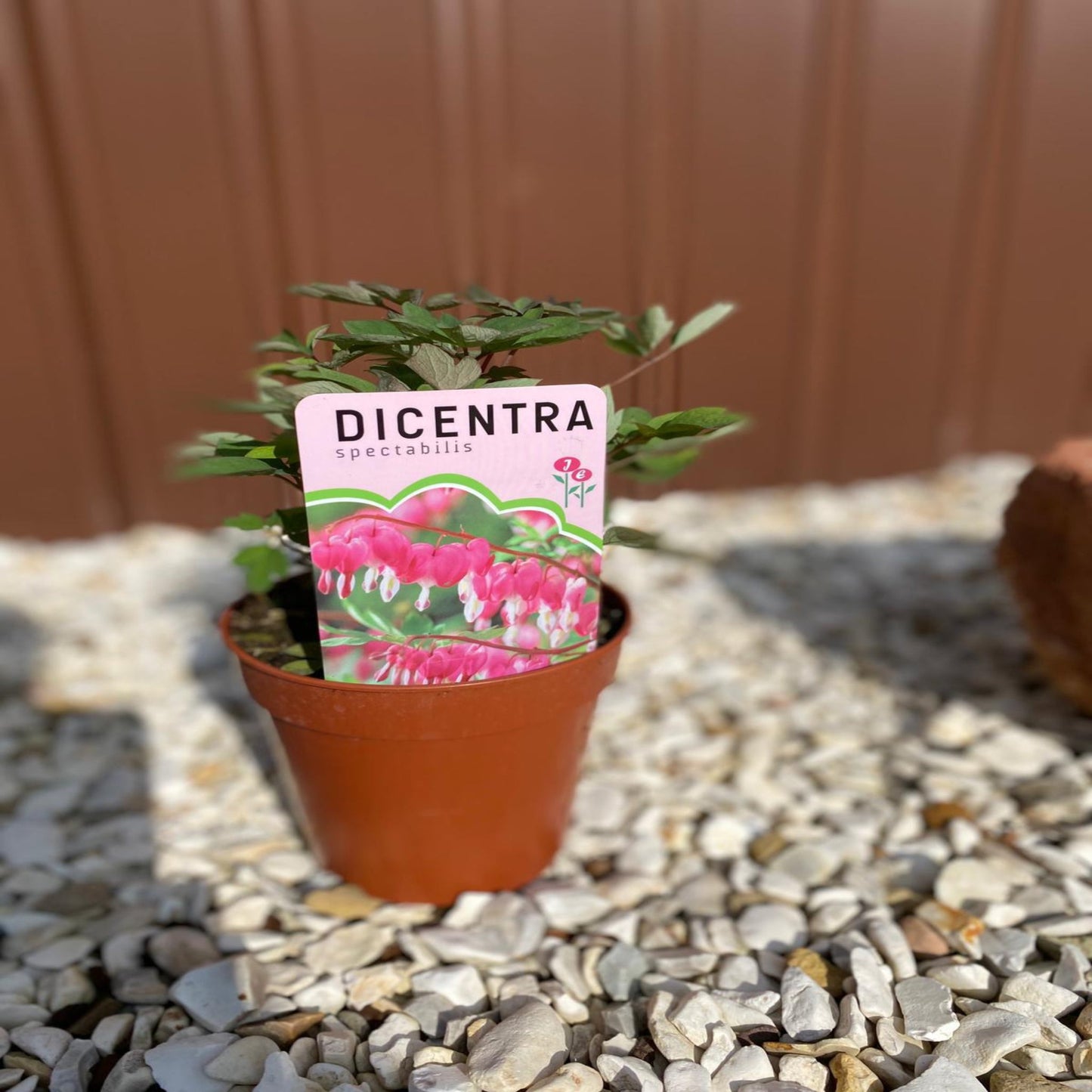 Dicentra Spectabilis 'Bleeding Heart' Pink (6cm - 2L)