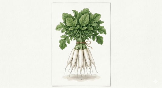 Radish Seeds - White Icicle - The Crisp & Tapered Summer Specialty (1,000 est)
