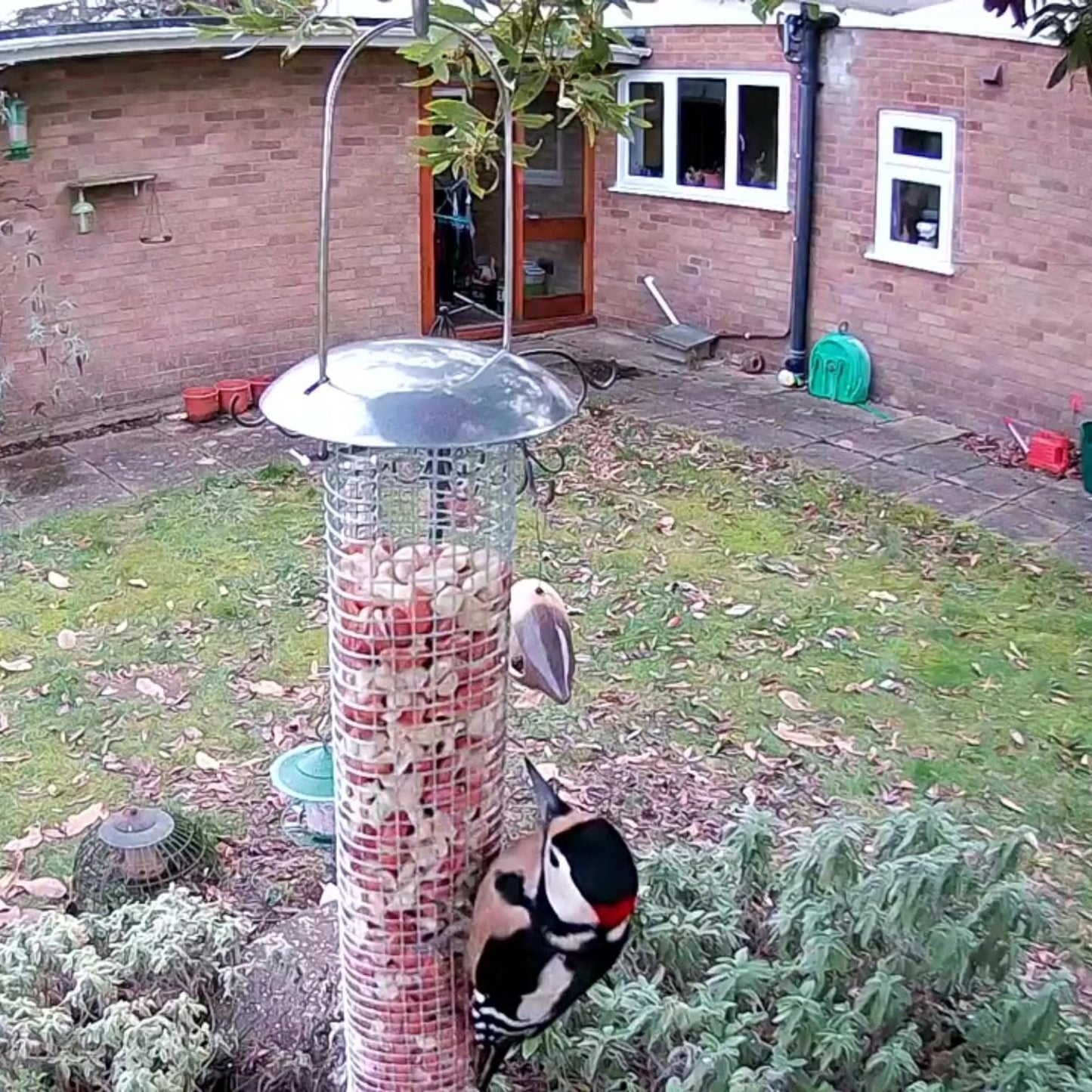 WiFi Bird Feeder HD Camera Pack