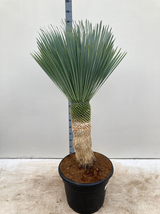 Yucca rostrata 'Blue Swan' 170cm inc. 65L growers pot