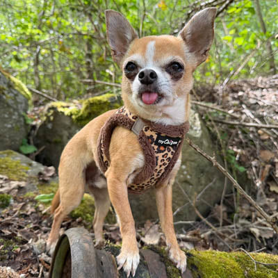 Tiny Trails Step In Luxury Leopard Puppy and Small Dog Harness