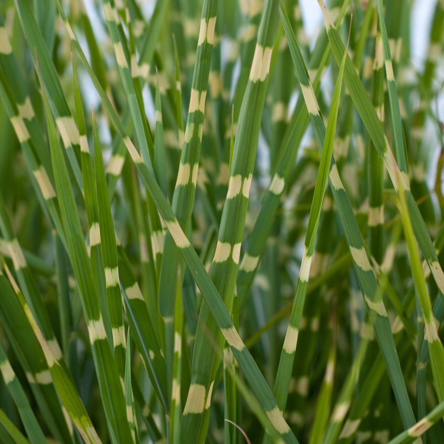 Miscanthus sinensis 'Strictus' 9cm / 2L