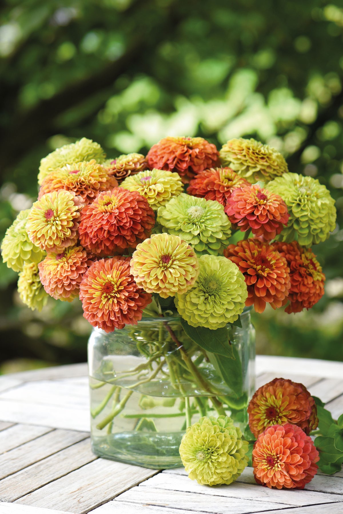 Zinnia Queeny Mix