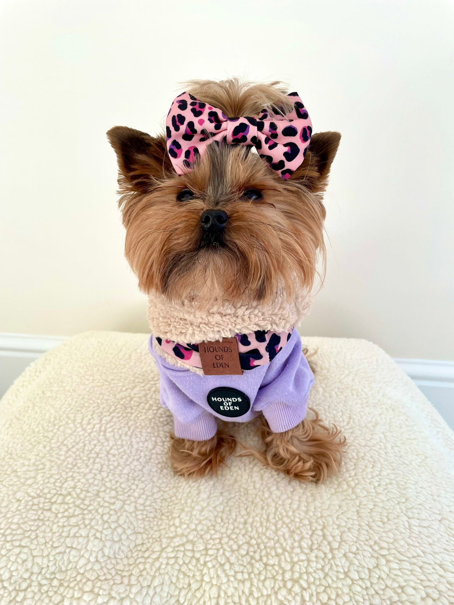 Dog Hoodie - Light Teal