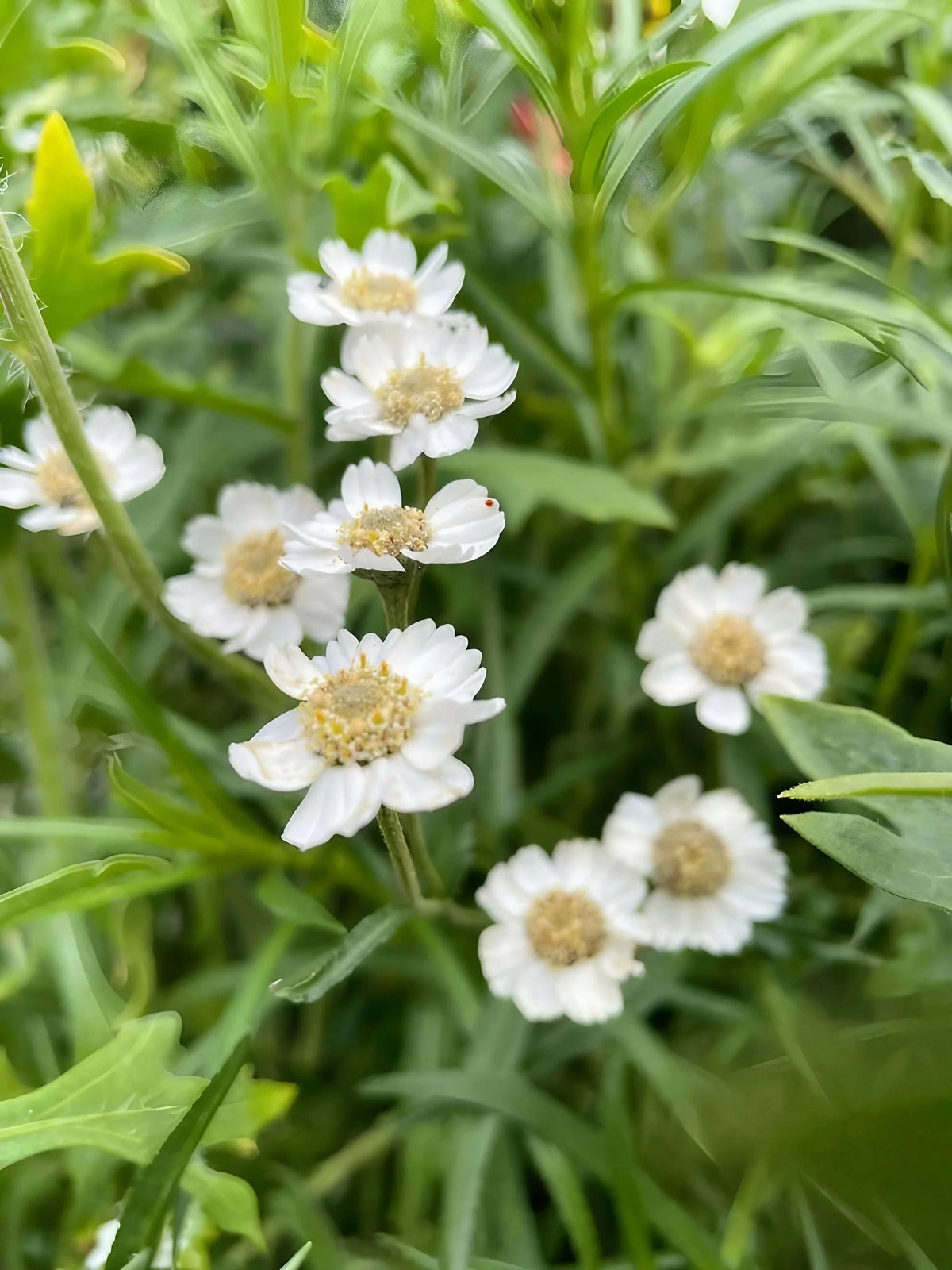 Achillea Ballerina