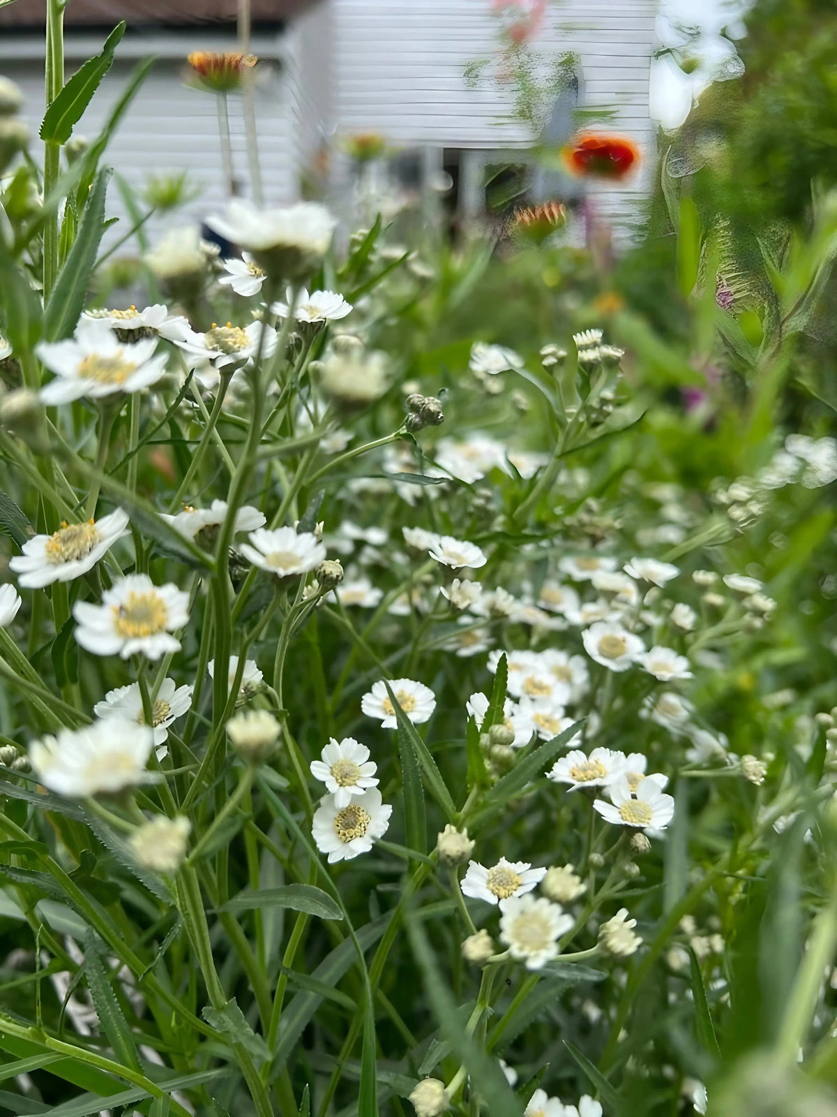 Achillea Ballerina