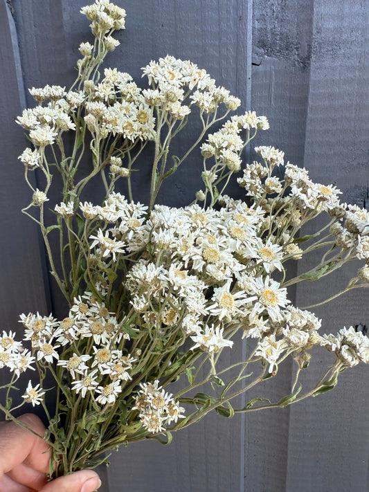 Achillea Ballerina Dried