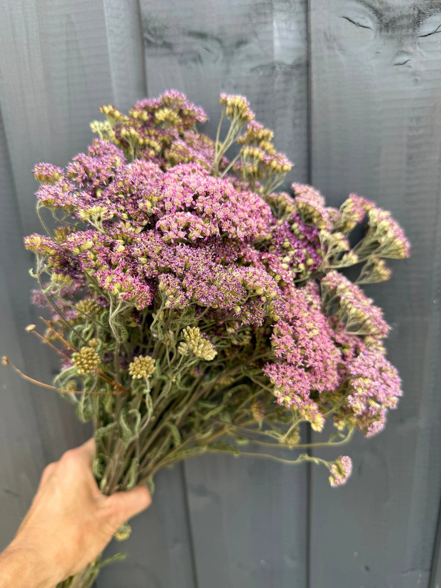 Achillea Mix Dried