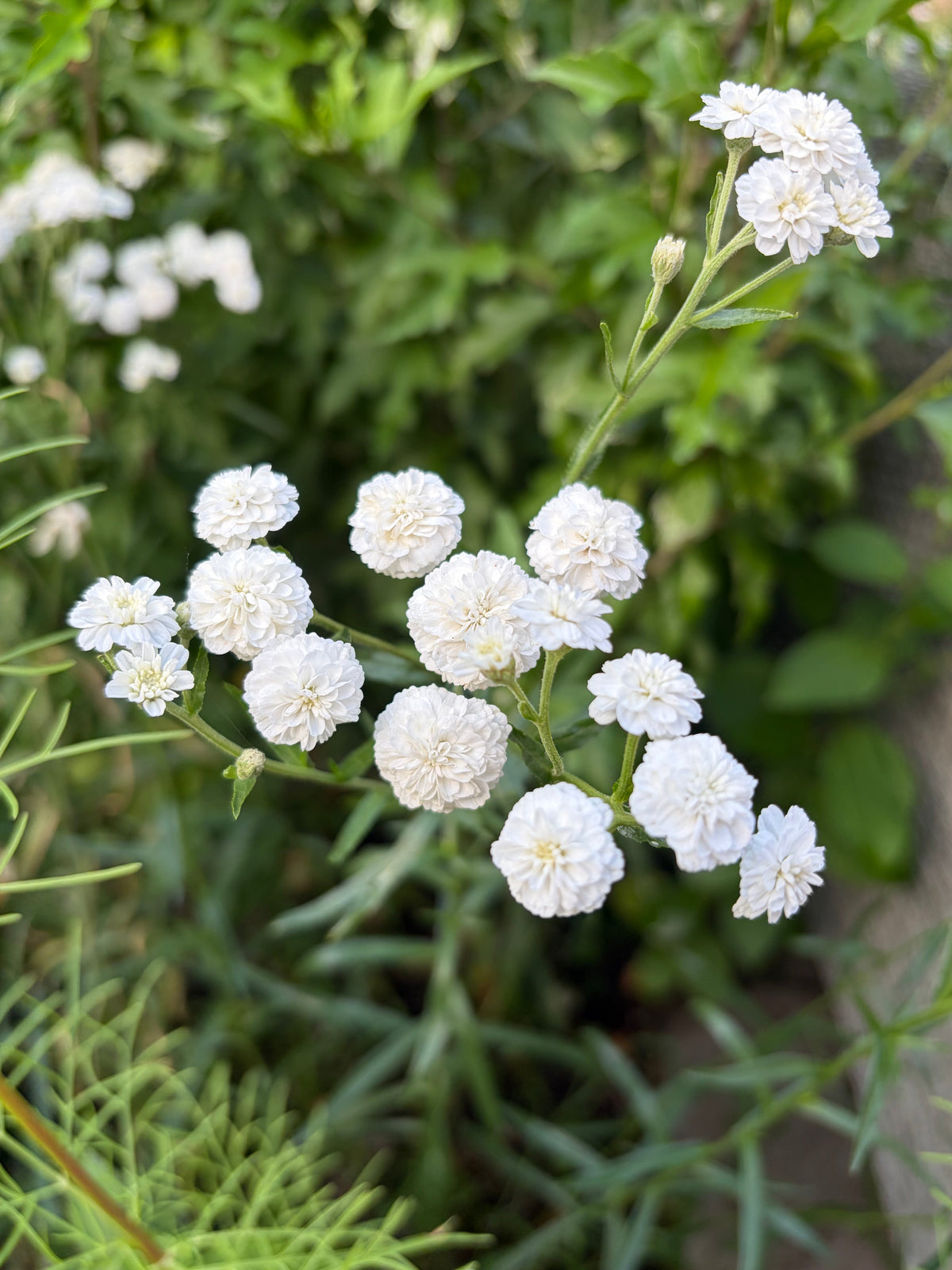 Achillea Marshmallow