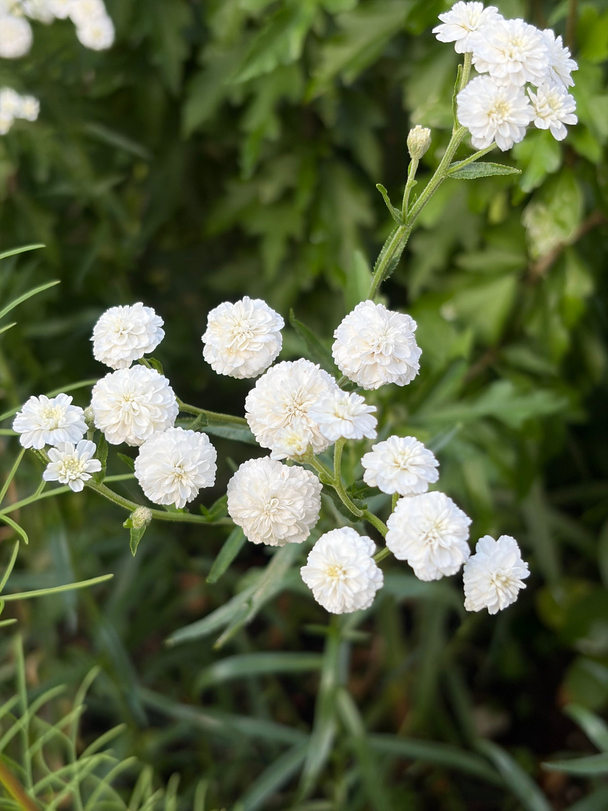 Achillea Marshmallow