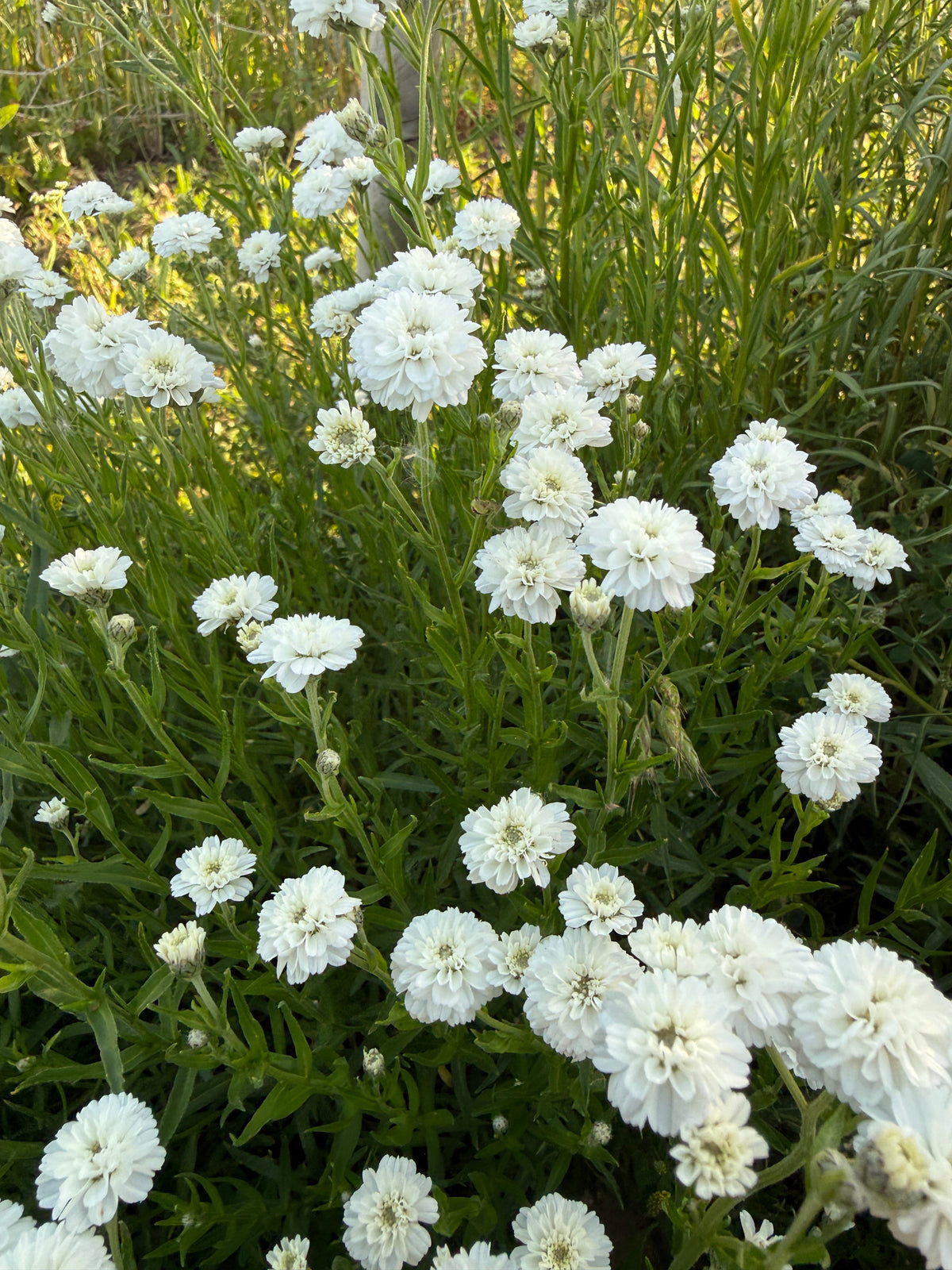 Achillea Marshmallow