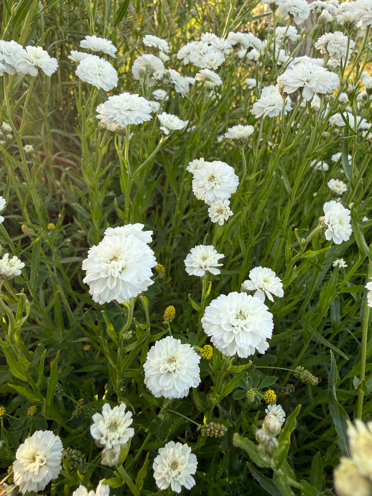 Achillea Marshmallow