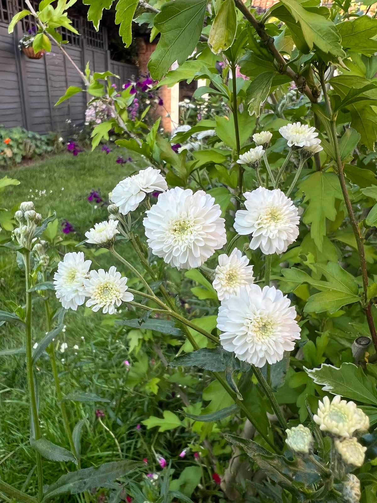 Achillea Marshmallow