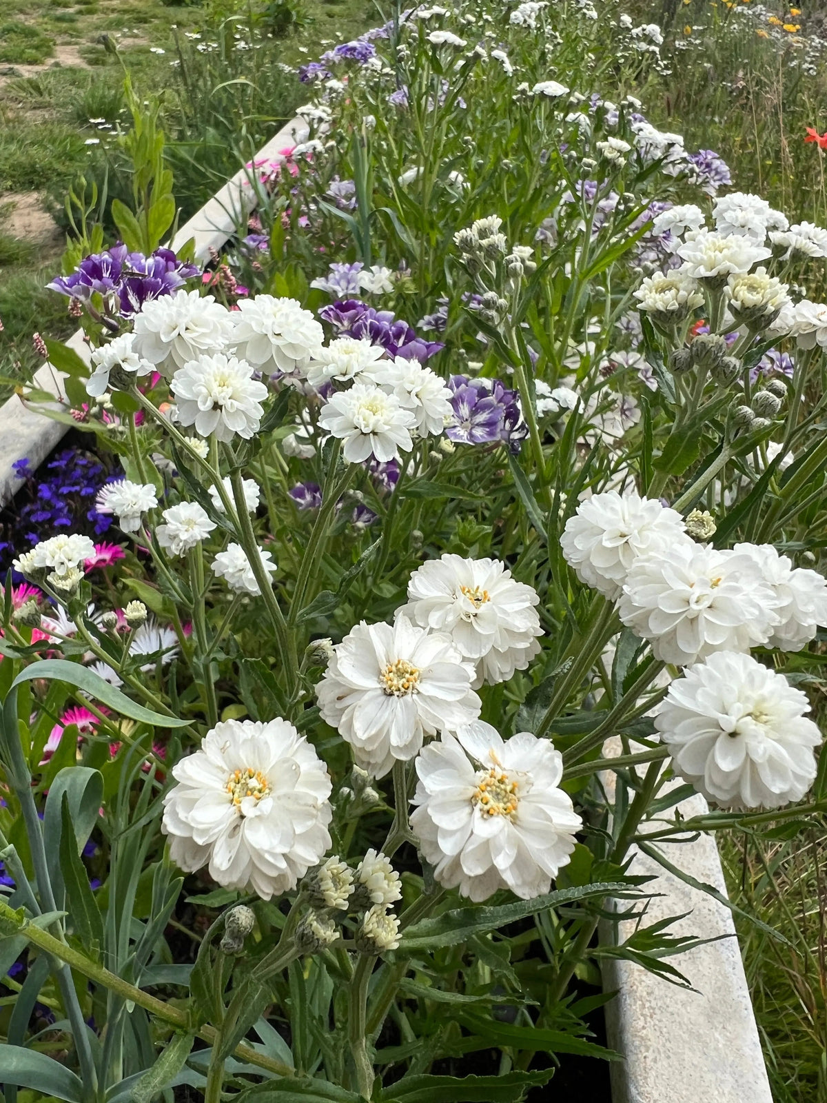 Achillea Marshmallow