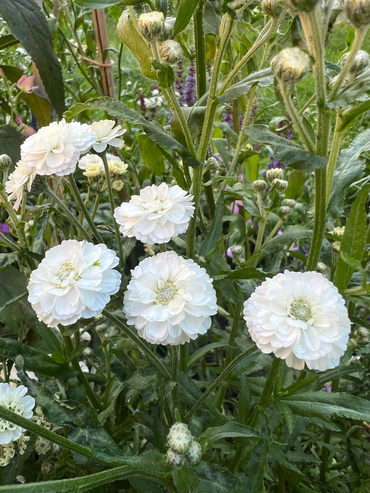 Achillea Marshmallow