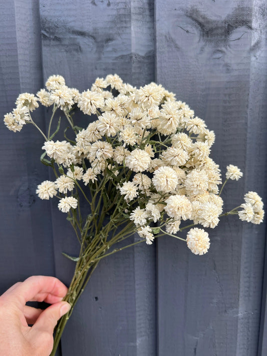 Achillea Marshmallow Dried