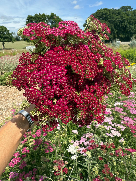 Achillea Millefolium Rubra Red