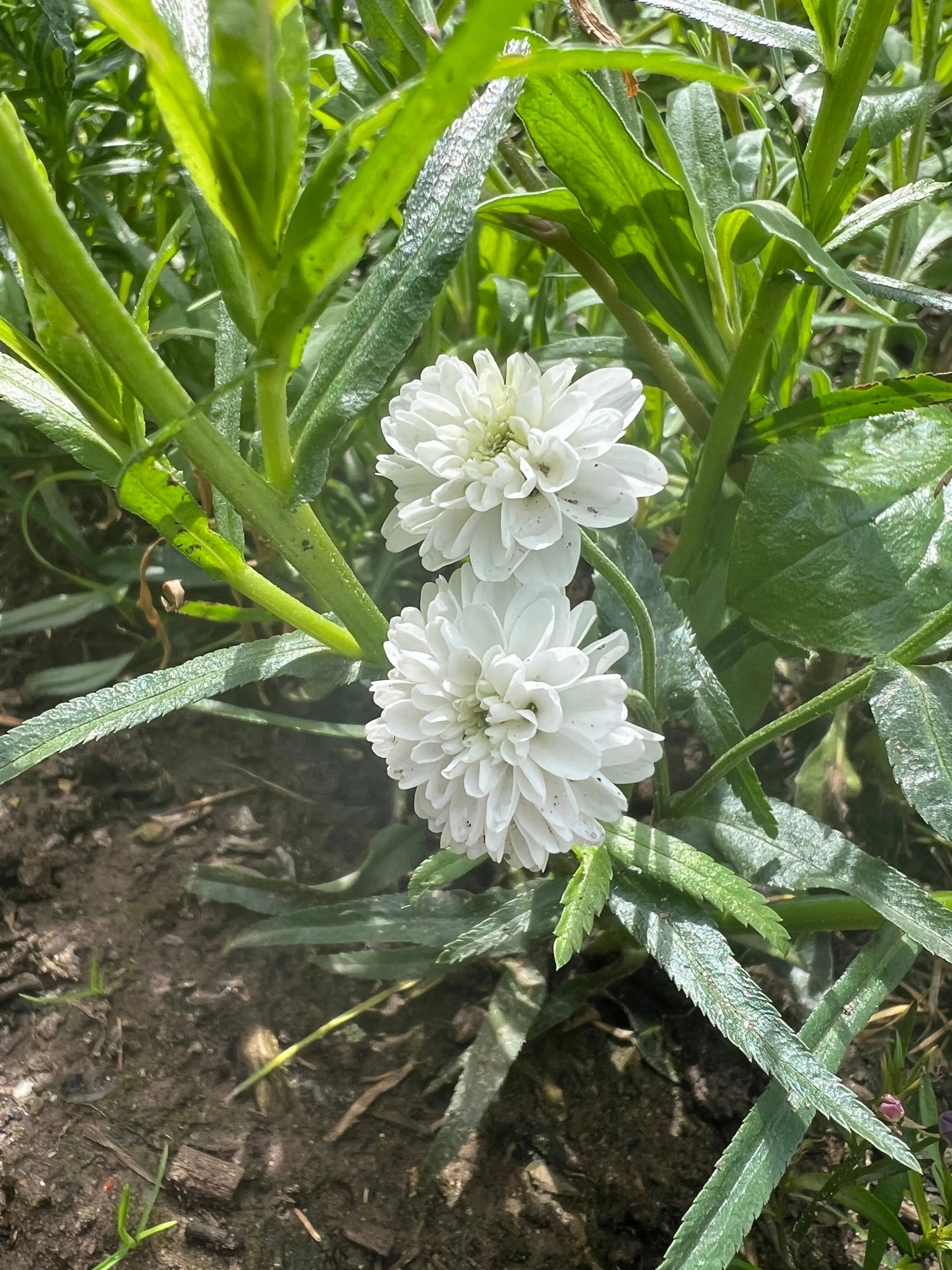 Achillea Marshmallow