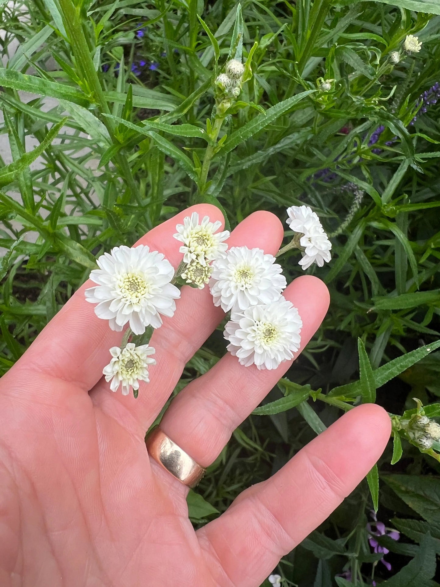 Achillea Marshmallow