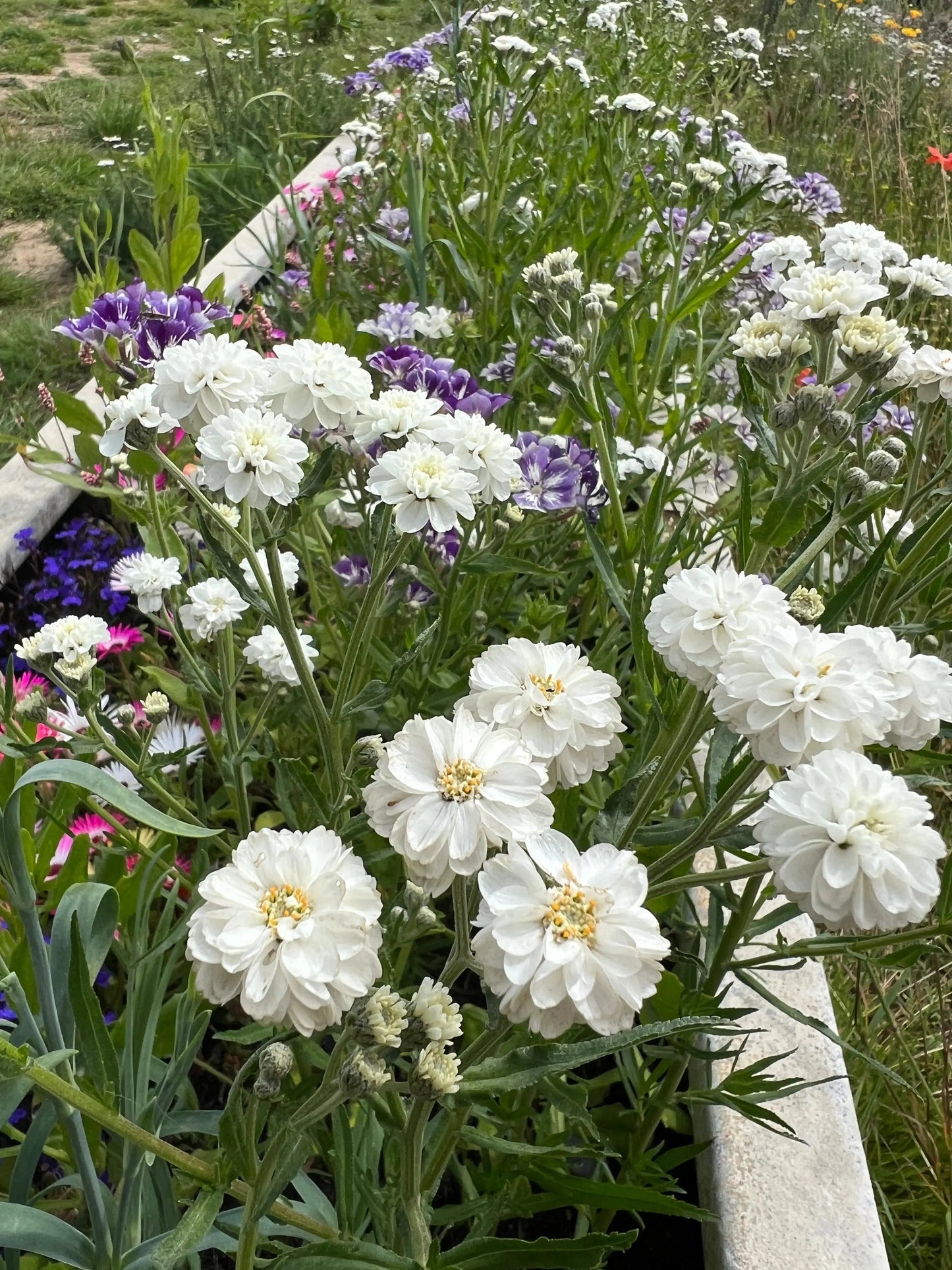 Achillea Marshmallow