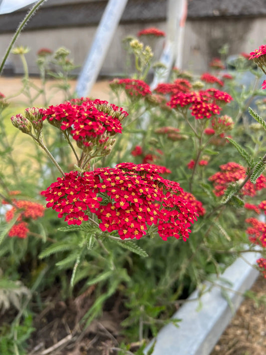 Achillea Rubra Red