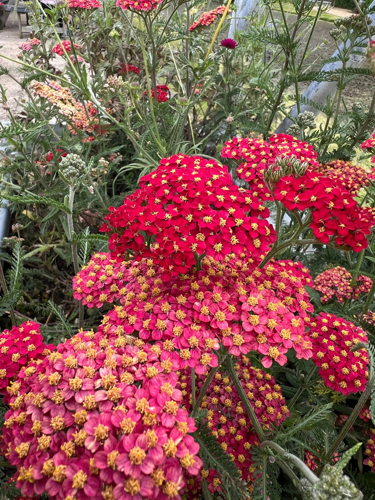 Achillea Rubra Red