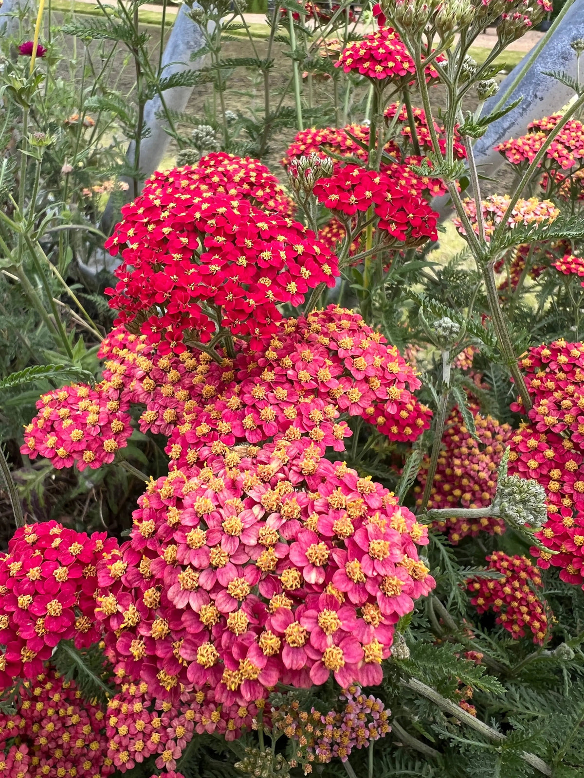 Achillea Rubra Red