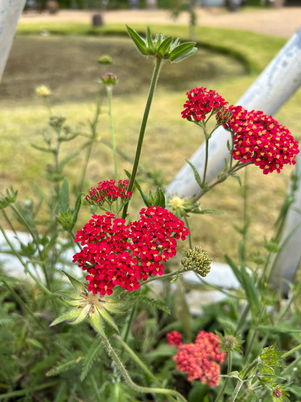 Achillea Rubra Red