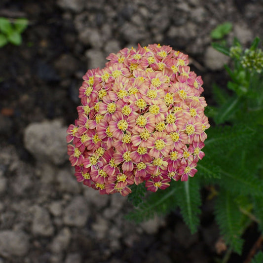 Achillea millefolium 'Appleblossom' (Young Perennial)  PRE ORDER Dispatch May