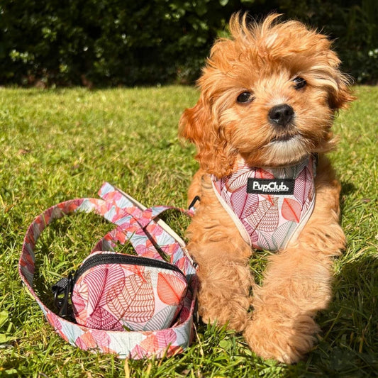 Lead - Autumn Breeze