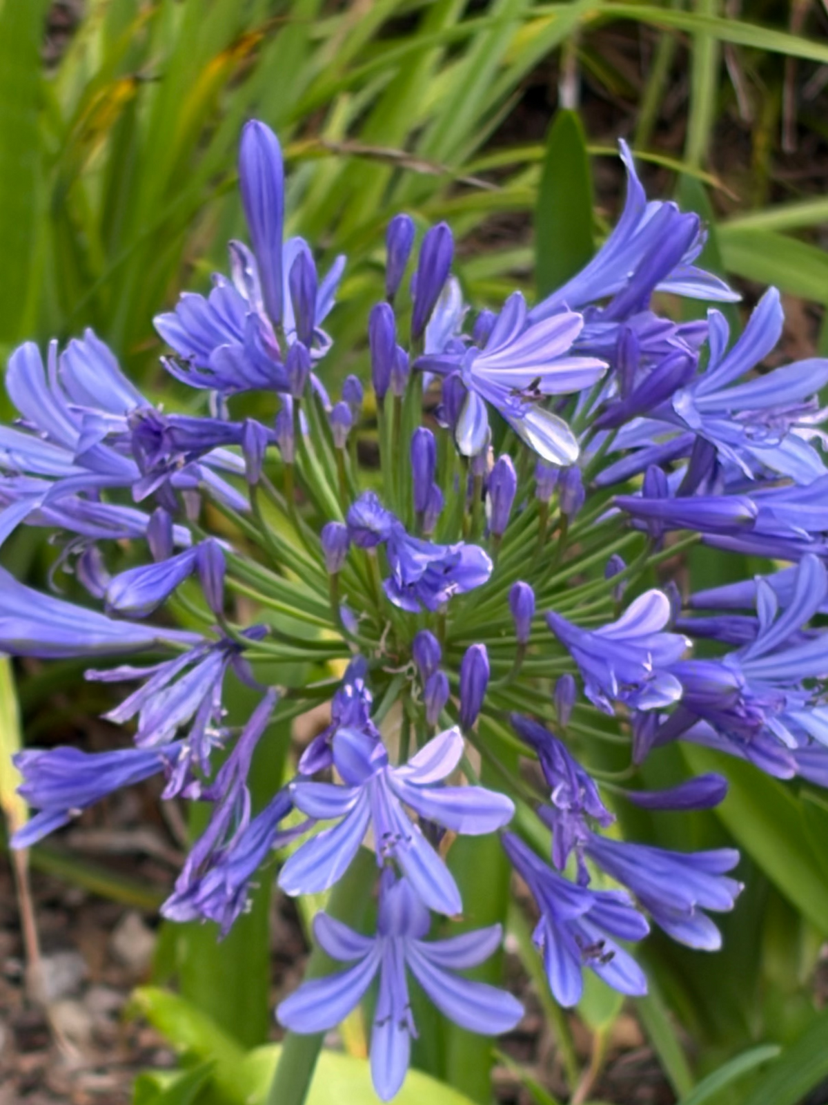 Agapanthus Big Blue