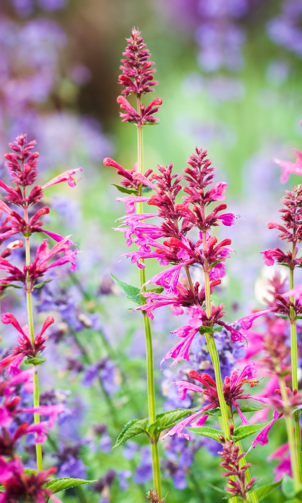 Agastache Raspberry Daiquiri