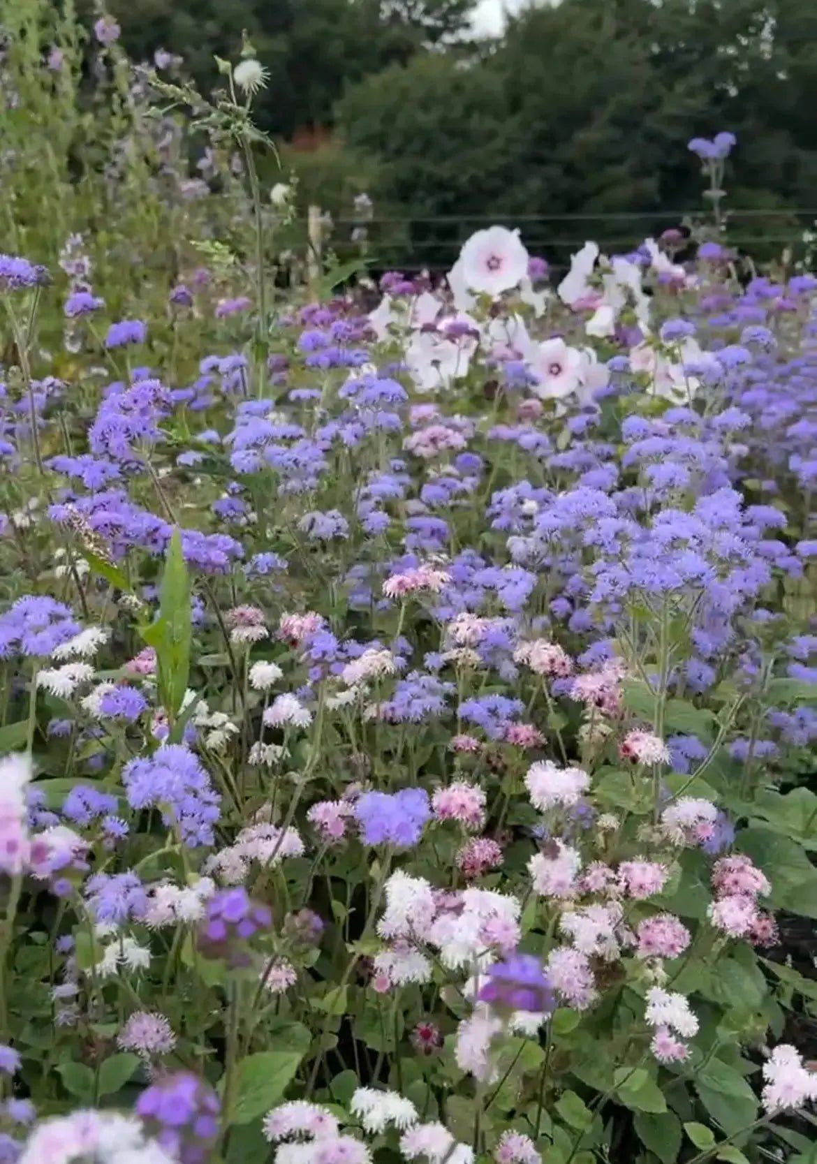 Ageratum Timeless Mix