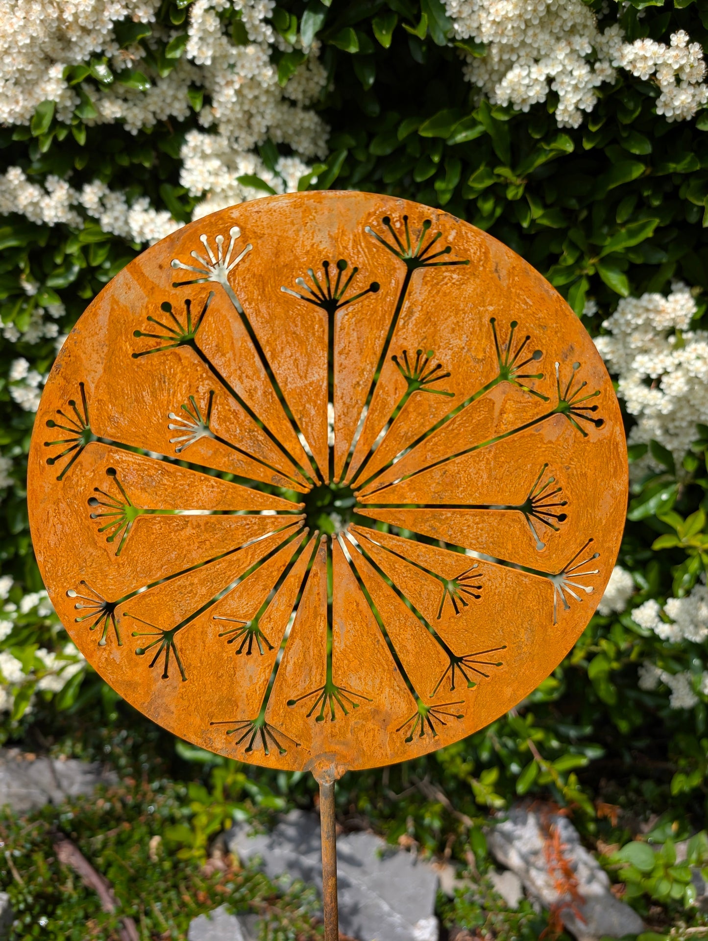Allium Burst