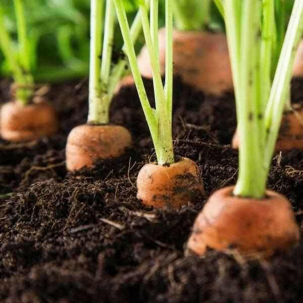 Allotment Pack Special Offer - Topsoil, Compost, Grit and Membrane