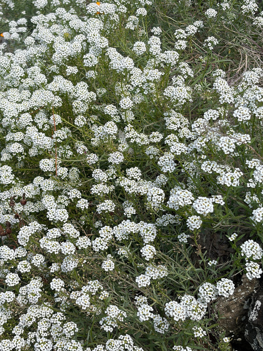Alyssum Carpet of Snow