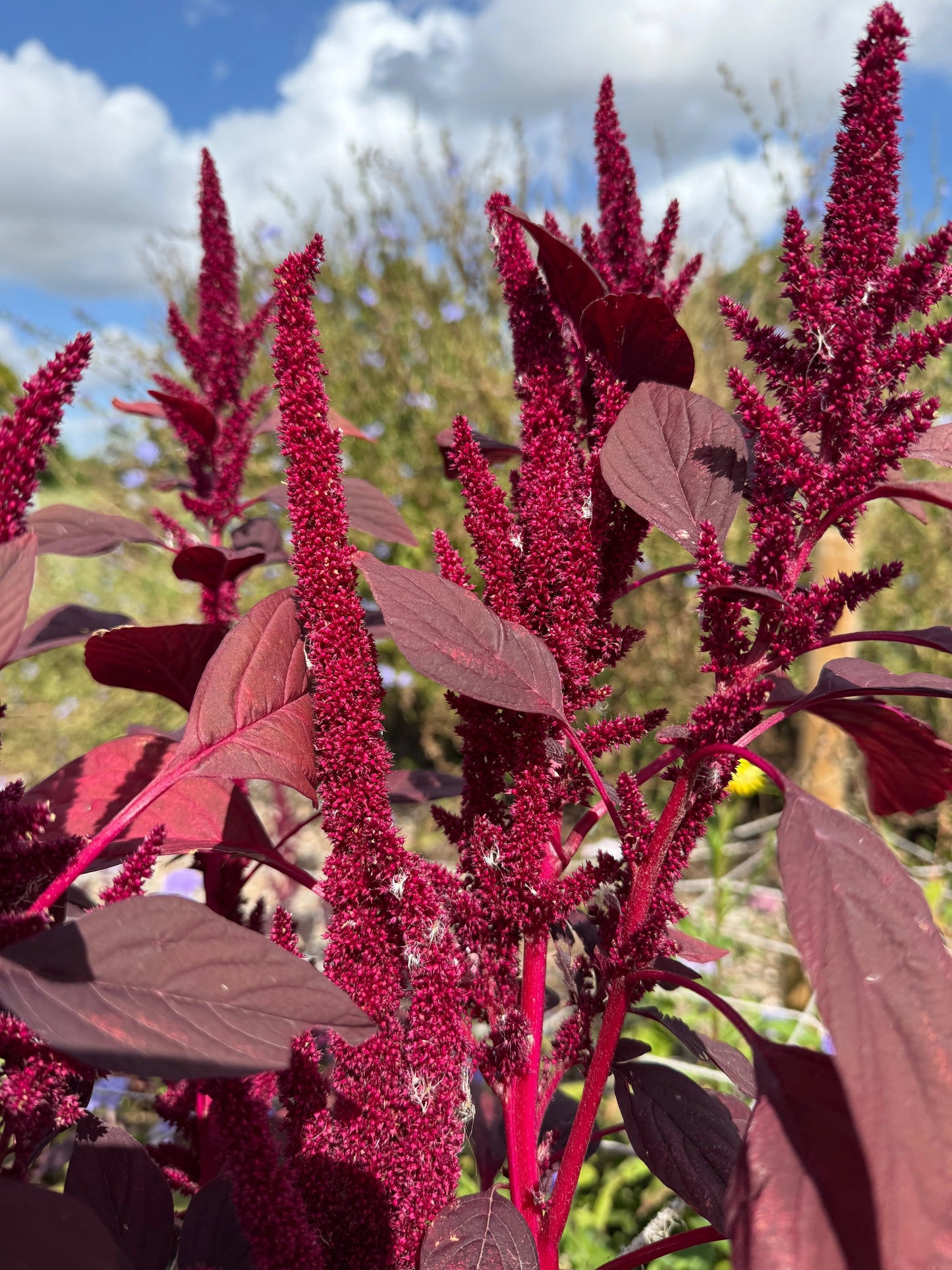 Amaranthus Red (Love-Lies-Bleeding)