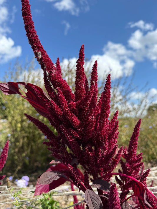 Amaranthus Red (Love-Lies-Bleeding)