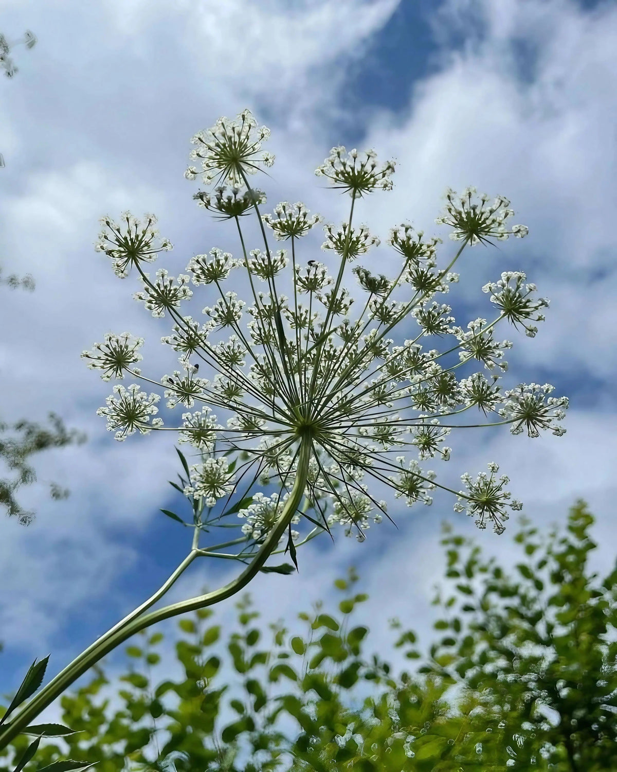 Ammi majus