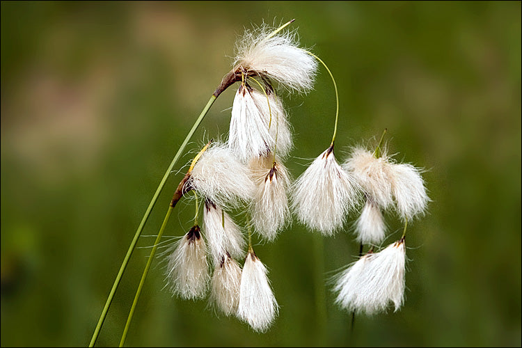 Eriophorum angustifolium (Cotton grass) - Marginal Pond Plants - MBP035