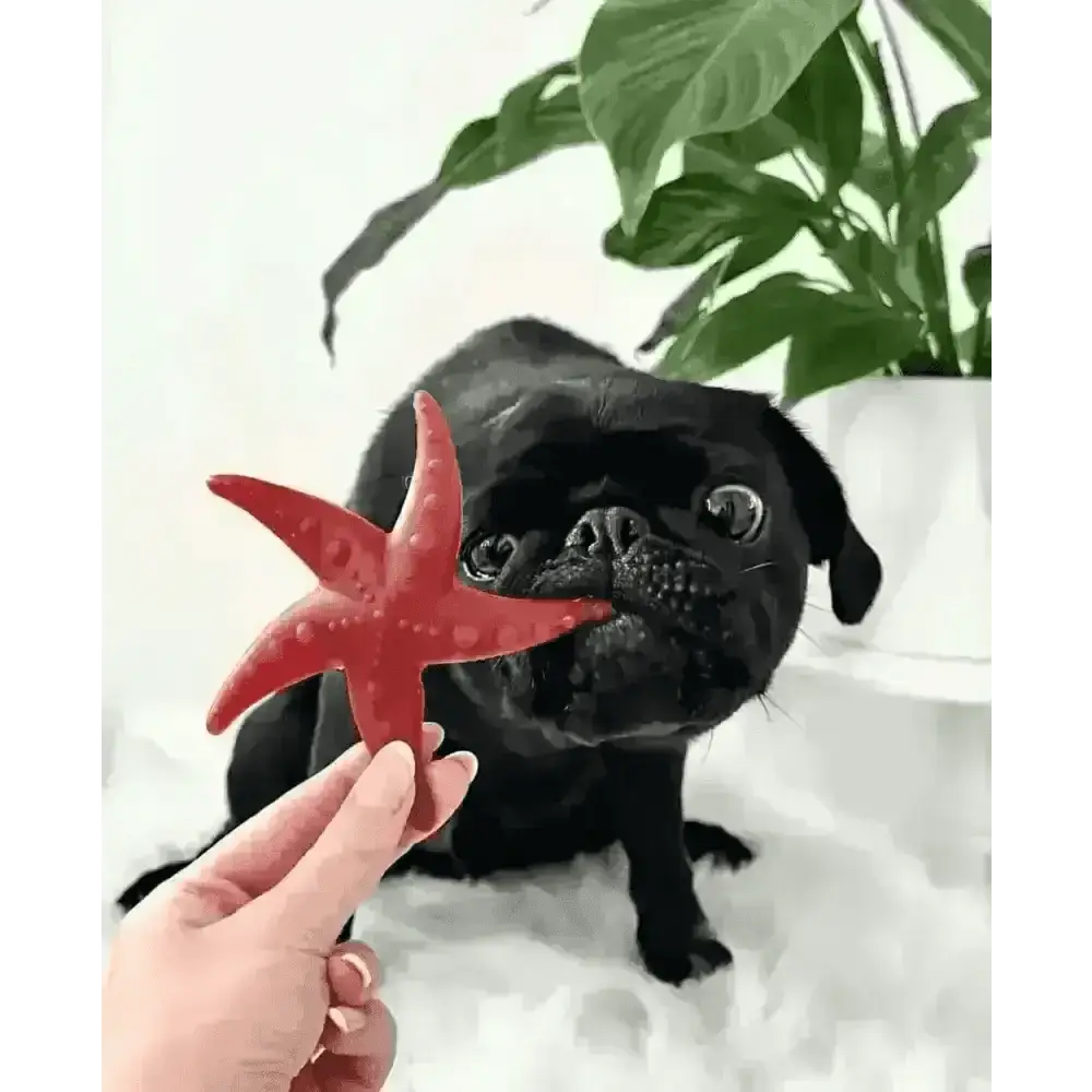 Apple & Mint Starfish