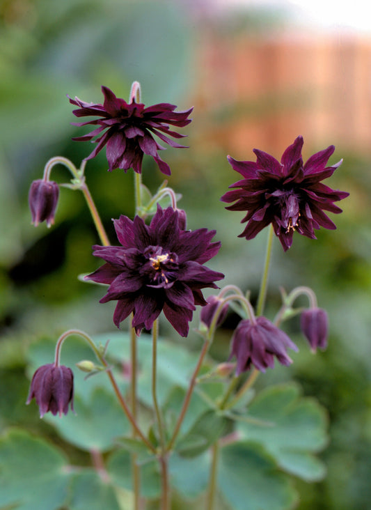 Aquilegia Miss M I Huish