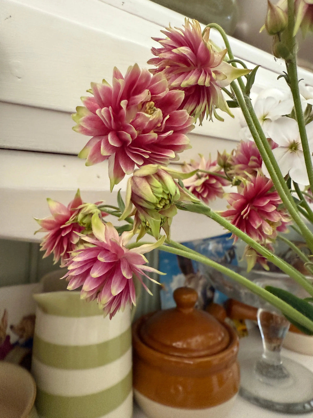 Aquilegia Nora Barlow