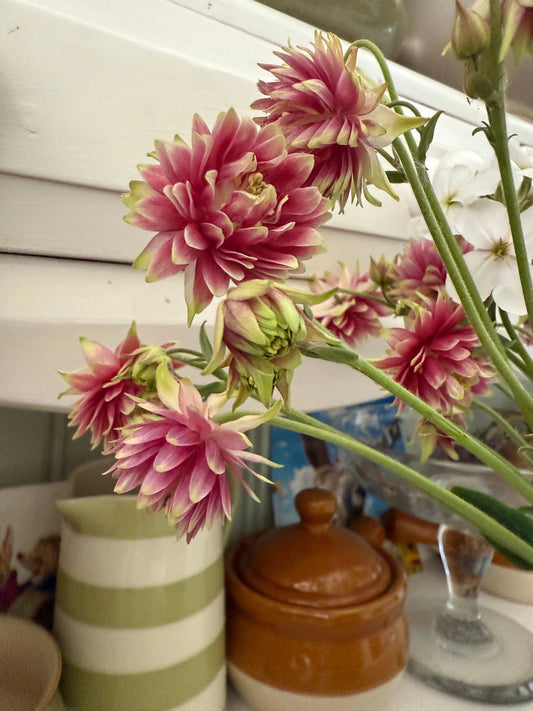 Aquilegia Nora Barlow