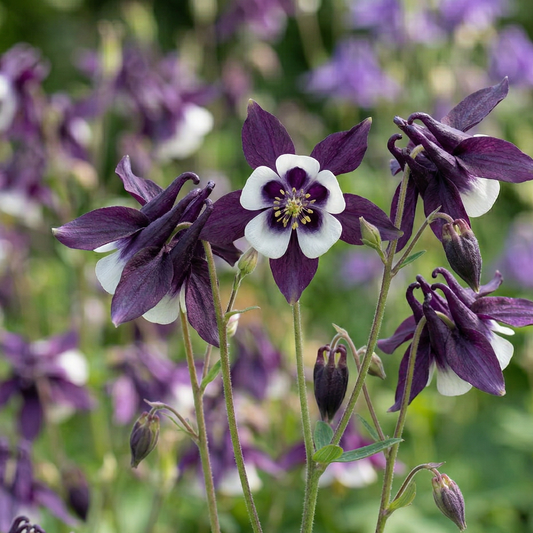 Aquilegia William Guinness