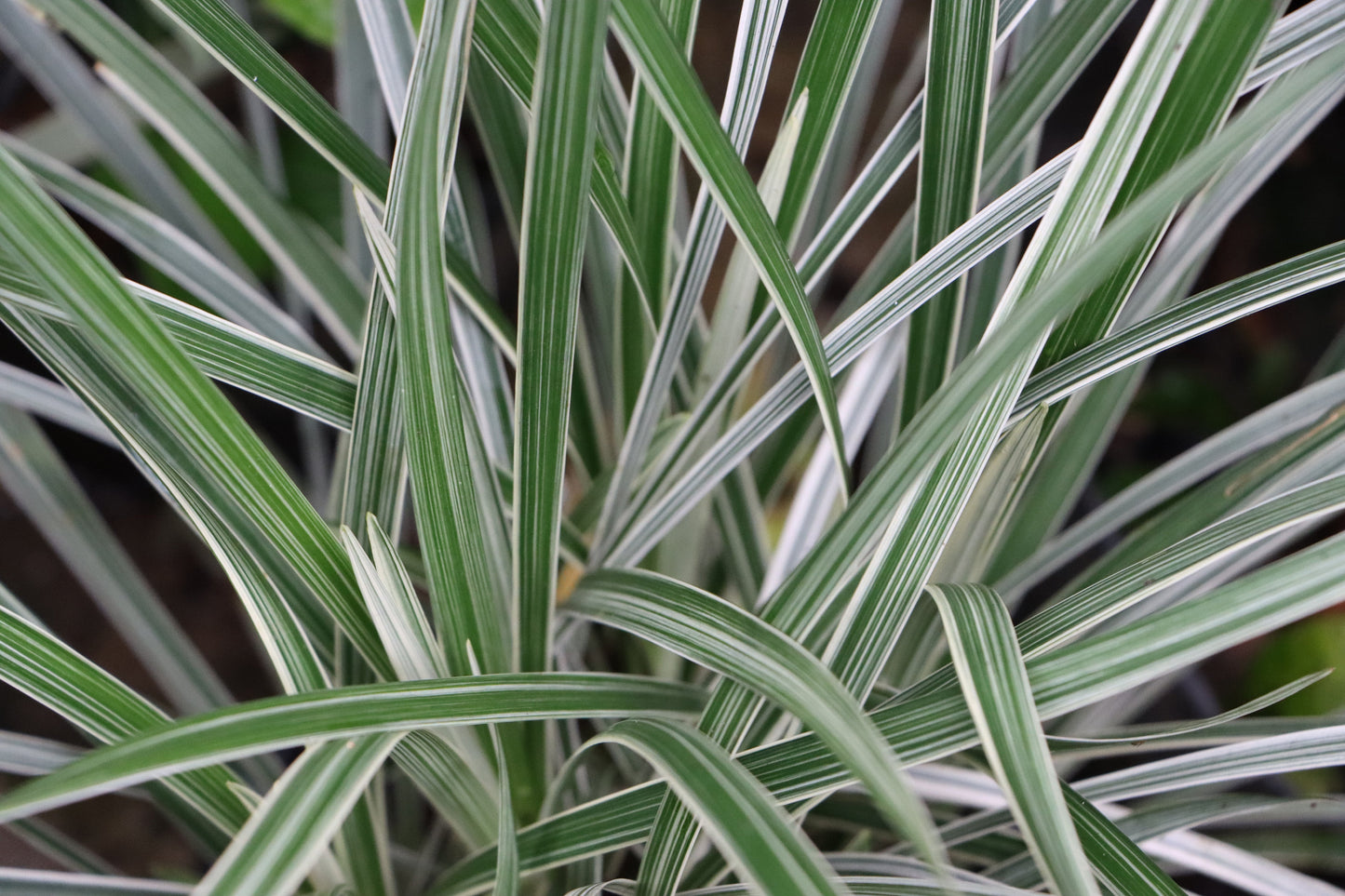 Phalaris arundinacea var picta (Gardener’s garters) - Marginal Pond Plants - BP093