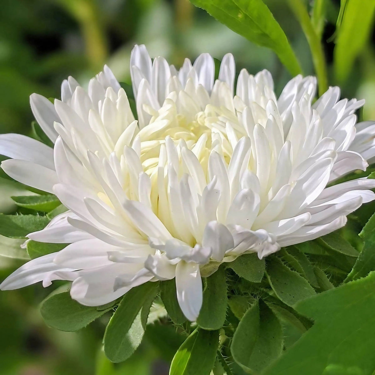 Aster Duchess Mixed