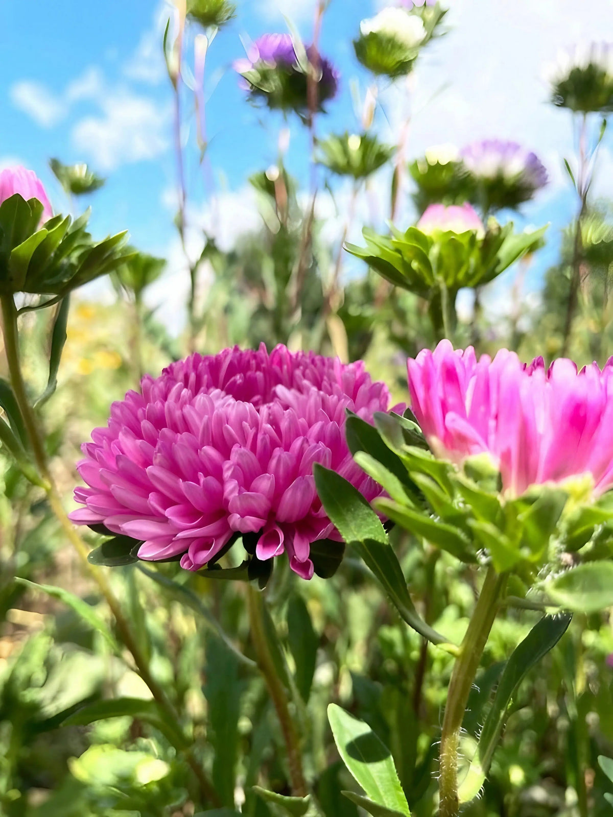 Aster Duchess Mixed