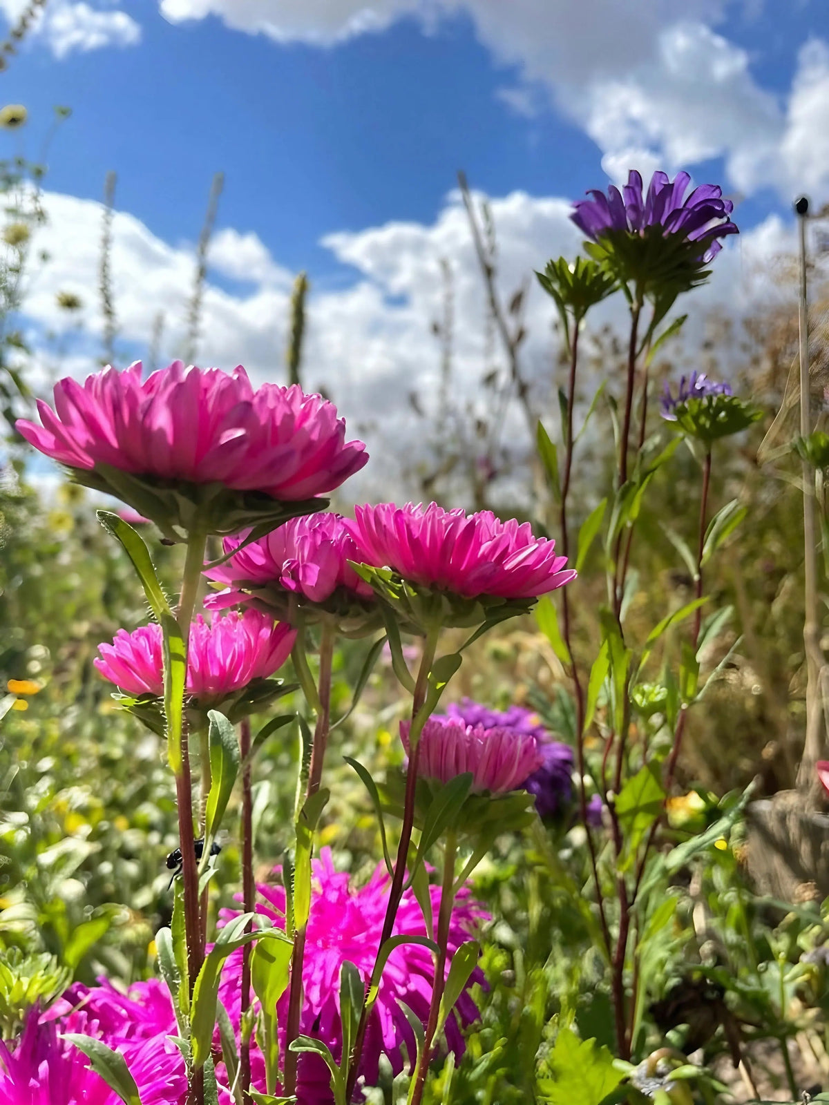 Aster Duchess Mixed